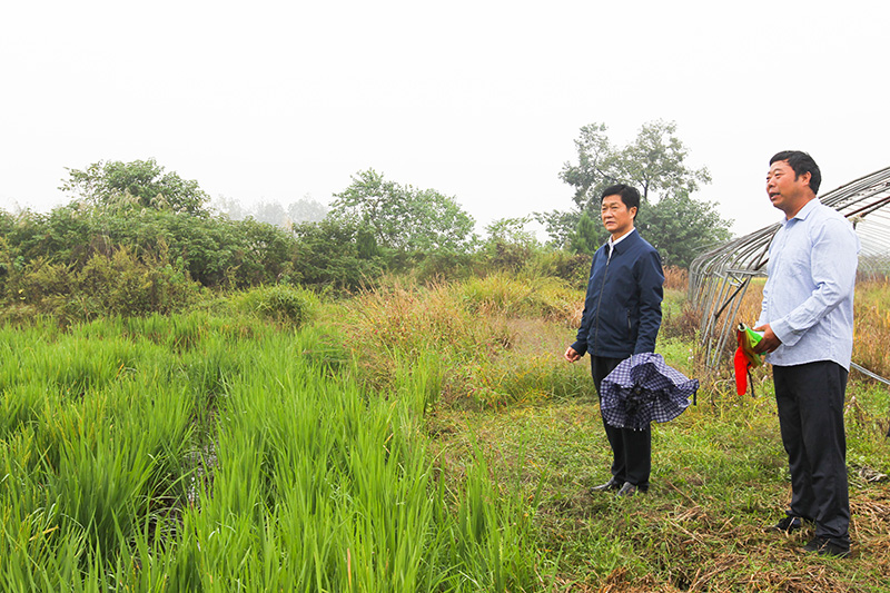 兰恩民到谈店乡调研产业发展