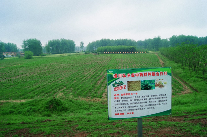 上油岗乡四个台中药材种植基地.jpg